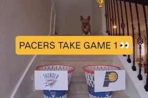 G1猜對了！！網紅小狗此前預測：總決賽步行者4-2淘汰雷霆！