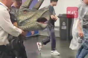 小恐龍被常州氣死了？不存在。三角龍寶寶首次表演“有些緊張”