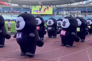 萌力全開！動物界“頂流男明星”杜杜，現(xiàn)身蘇超南京主場彩排現(xiàn)場